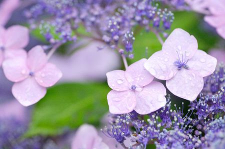 Hydrangea