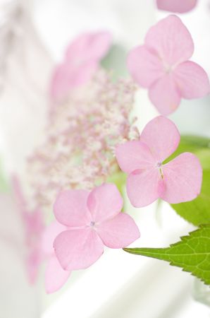 Hydrangeaの写真素材