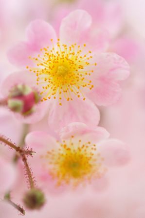 Wild roseの写真素材