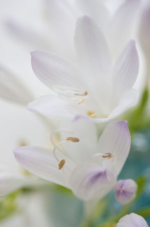 Hostaの写真素材