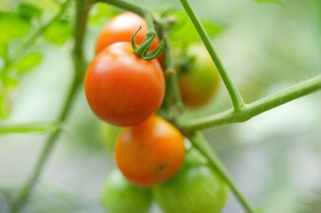 Tomatoの写真素材