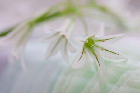 Allium giganteumの写真素材