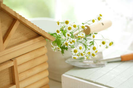 Chamomileの写真素材