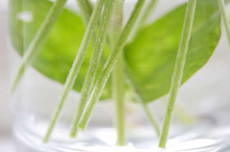 Globe amaranthの写真素材