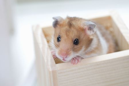 Hamsterの写真素材