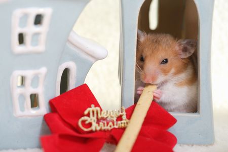 Hamsterの写真素材