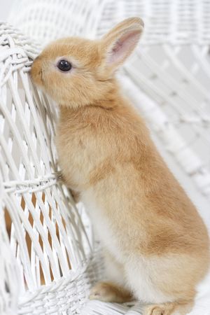 Rabbitの写真素材