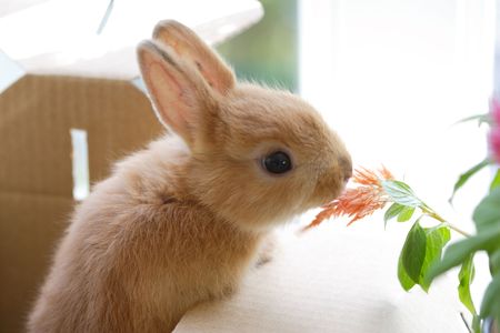 Rabbit