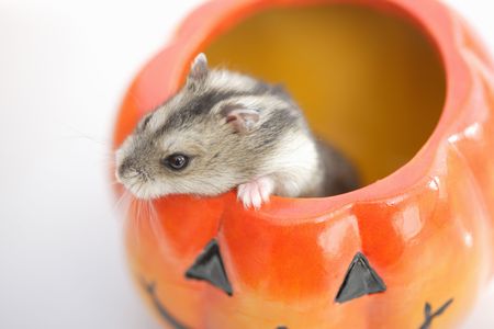 Hamsterの写真素材