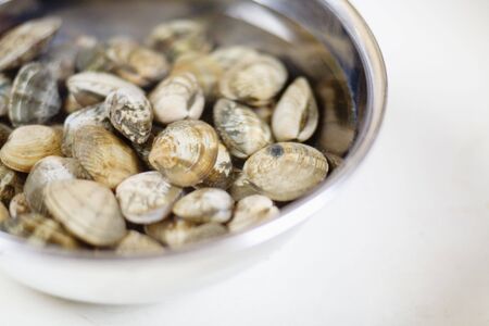 Short-neck clam,の写真素材