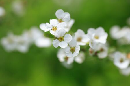 Spiraea thunbergiiの写真素材
