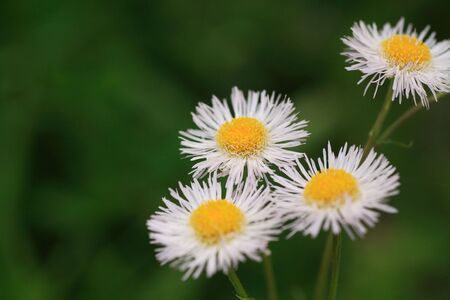 Erigeron philadelphicusの写真素材
