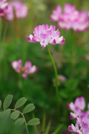 Lotusの写真素材