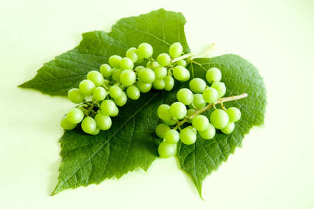 Grapeの写真素材
