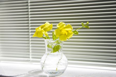 Mandevilla sppの写真素材