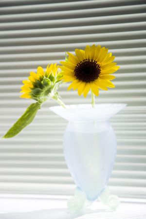 Sunflowerの写真素材