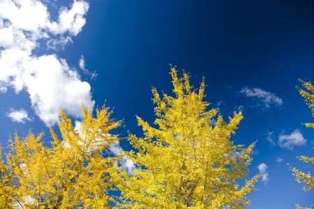 Colored leavesの写真素材