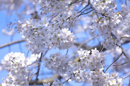 Cherry blossomsの写真素材