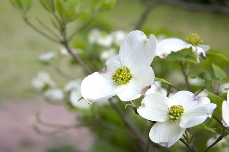 Dogwoodの写真素材