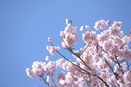Cherry blossomsの写真素材