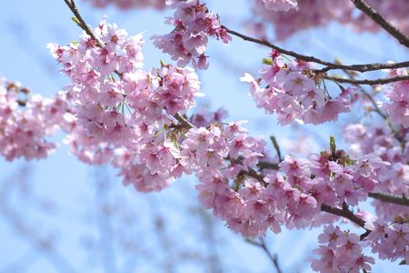 Cherry blossomsの写真素材