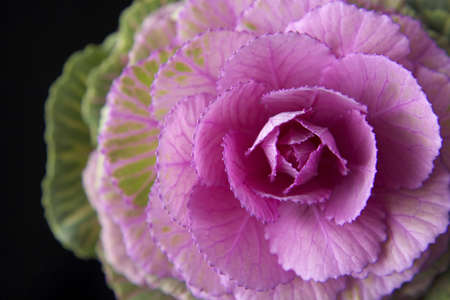 Ornamental cabbage