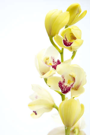 Cymbidiumの写真素材