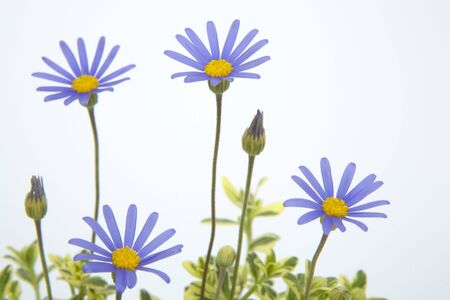 Blue daisyの写真素材