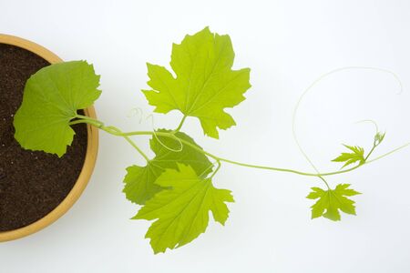 Young leavesの写真素材