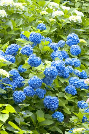 Hydrangea