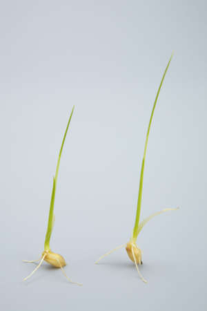Rice plantの写真素材