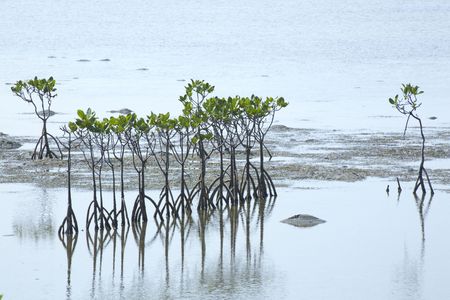 Mangroveの写真素材
