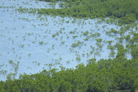 Mangrove