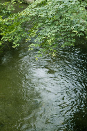 Brookの写真素材