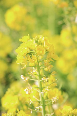 Rape blossomsの写真素材