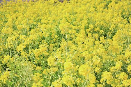 Rape blossomsの写真素材