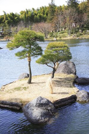 Bonsaiの写真素材