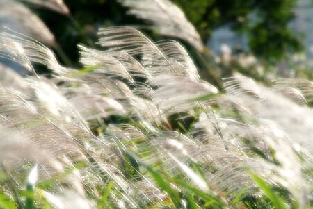 Japanese pampas grassの写真素材