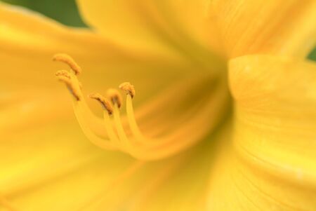 Hemerocallis fulva var. longitubaの写真素材