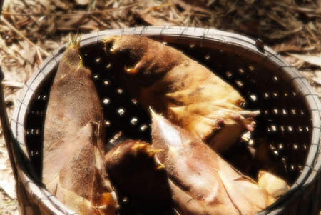 Bamboo shootの写真素材