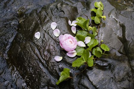 Flower arrangementの写真素材