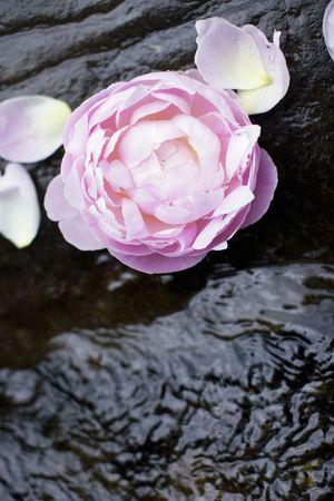 Peonyの写真素材