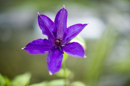Clematis floridaの写真素材