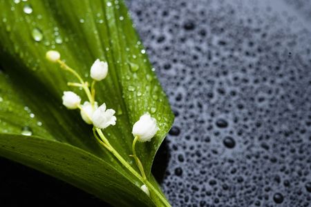 Lily of the valleyの写真素材