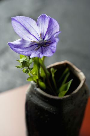 Bellflowerの写真素材