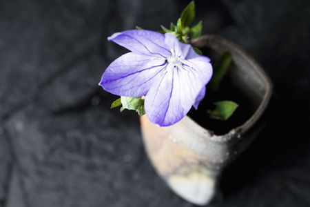Bellflowerの写真素材