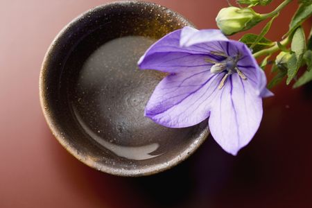 Bellflowerの写真素材