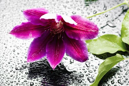 Clematisの写真素材