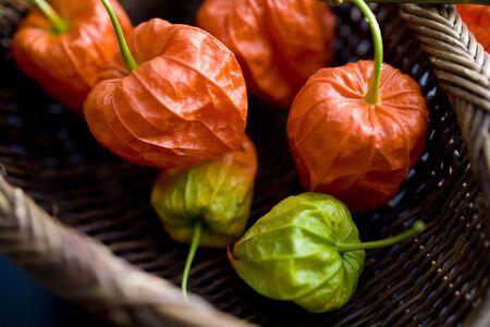 Chinese lantern plantの写真素材