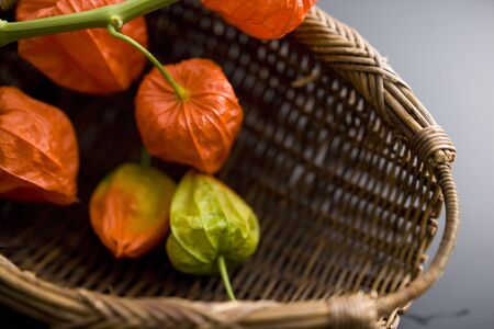 Chinese lantern plantの写真素材
